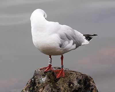 Black-headed Gull (Chroicocephalus ridibundus) [Christianshavns vold og voldgrav, Denmark]