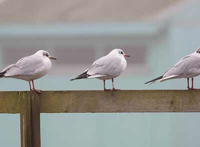 Black-headed Gull (Chroicocephalus ridibundus) [Søstjernen (Amager Strand), Denmark]