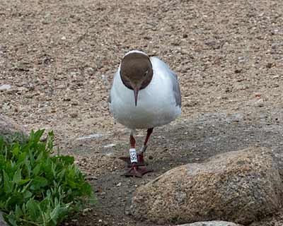 Black-headed Gull (Chroicocephalus ridibundus) [Christianshavns vold og voldgrav, Denmark]