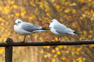 Black-headed Gull (Chroicocephalus ridibundus) [Christianshavns vold og voldgrav, Denmark]