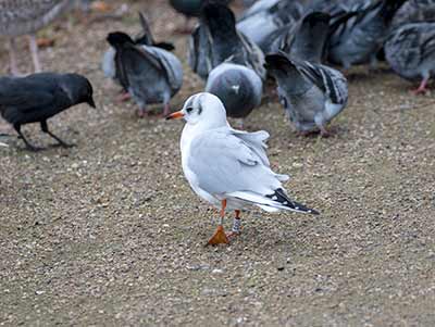 Black-headed Gull (Chroicocephalus ridibundus) [Christianshavns vold og voldgrav, Denmark]