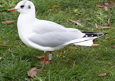 Black-headed Gull (Chroicocephalus ridibundus) [Christianshavns vold og voldgrav, Denmark]