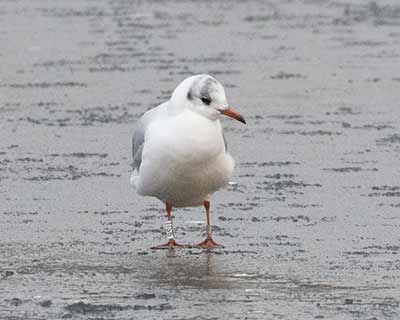 Black-headed Gull (Chroicocephalus ridibundus) [Christianshavns vold og voldgrav, Denmark]