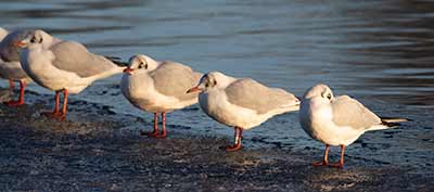 Black-headed Gull (Chroicocephalus ridibundus) [Christianshavns vold og voldgrav, Denmark]