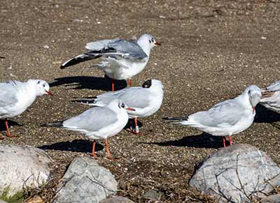 Black-headed Gull (Chroicocephalus ridibundus) [Christianshavns vold og voldgrav, Denmark]