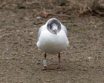 Black-headed Gull (Chroicocephalus ridibundus) [Christianshavns vold og voldgrav, Denmark]