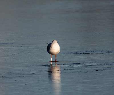 Black-headed Gull (Chroicocephalus ridibundus) [Christianshavns vold og voldgrav, Denmark]