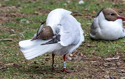 Black-headed Gull (Chroicocephalus ridibundus) [Christianshavns vold og voldgrav, Denmark]