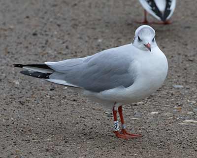 Black-headed Gull (Chroicocephalus ridibundus) [Christianshavns vold og voldgrav, Denmark]