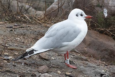 Black-headed Gull (Chroicocephalus ridibundus) [Christianshavns vold og voldgrav, Denmark]