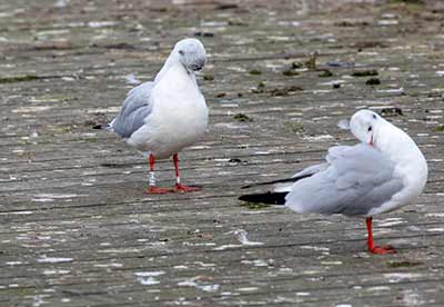 Black-headed Gull (Chroicocephalus ridibundus) [Søerne (København), Denmark]