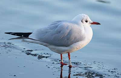 Black-headed Gull (Chroicocephalus ridibundus) [Christianshavns vold og voldgrav, Denmark]