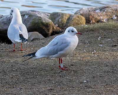 Black-headed Gull (Chroicocephalus ridibundus) [Christianshavns vold og voldgrav, Denmark]