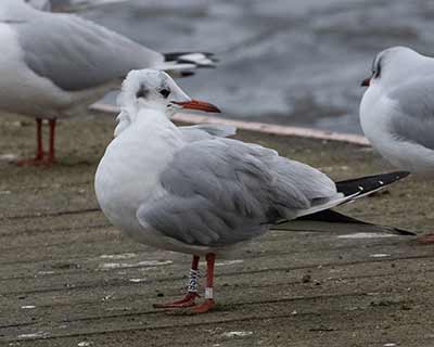 Black-headed Gull (Chroicocephalus ridibundus) [Søerne (København), Denmark]