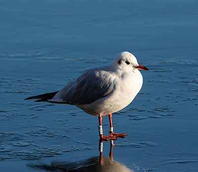 Black-headed Gull (Chroicocephalus ridibundus) [Søerne (København), Denmark]