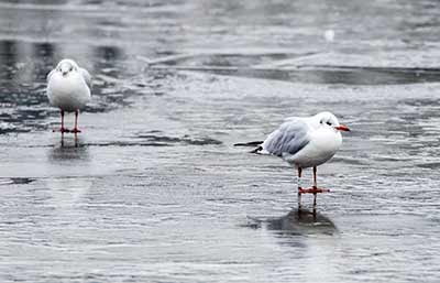Black-headed Gull (Chroicocephalus ridibundus) [Søerne (København), Denmark]