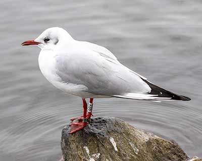 Black-headed Gull (Chroicocephalus ridibundus) [Christianshavns vold og voldgrav, Denmark]
