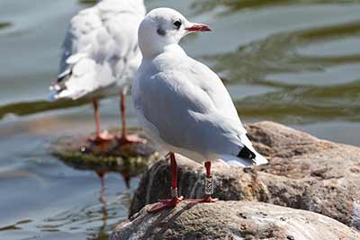 Black-headed Gull (Chroicocephalus ridibundus) [Christianshavns vold og voldgrav, Denmark]