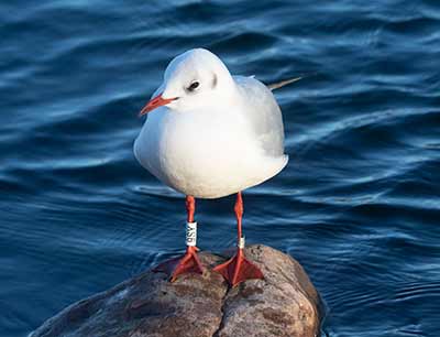 Black-headed Gull (Chroicocephalus ridibundus) [Christianshavns vold og voldgrav, Denmark]