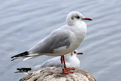 Black-headed Gull (Chroicocephalus ridibundus) [Christianshavns vold og voldgrav, Denmark]
