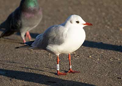 Black-headed Gull (Chroicocephalus ridibundus) [Christianshavns vold og voldgrav, Denmark]