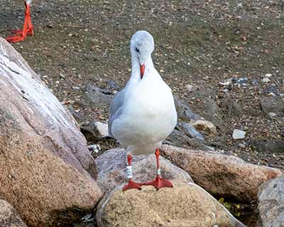 Black-headed Gull (Chroicocephalus ridibundus) [Christianshavns vold og voldgrav, Denmark]