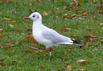 Black-headed Gull (Chroicocephalus ridibundus) [Christianshavns vold og voldgrav, Denmark]