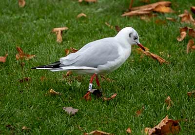 Black-headed Gull (Chroicocephalus ridibundus) [Christianshavns vold og voldgrav, Denmark]