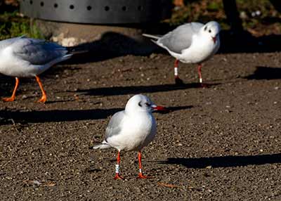 Black-headed Gull (Chroicocephalus ridibundus) [Christianshavns vold og voldgrav, Denmark]