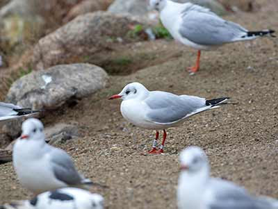 Black-headed Gull (Chroicocephalus ridibundus) [Christianshavns vold og voldgrav, Denmark]