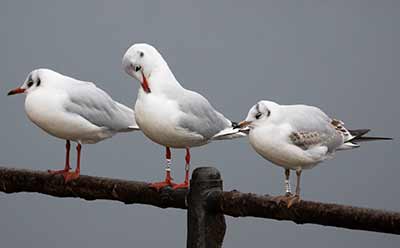 Black-headed Gull (Chroicocephalus ridibundus) [Christianshavns vold og voldgrav, Denmark]