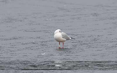 Black-headed Gull (Chroicocephalus ridibundus) [Christianshavns vold og voldgrav, Denmark]