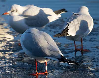 Black-headed Gull (Chroicocephalus ridibundus) [Christianshavns vold og voldgrav, Denmark]