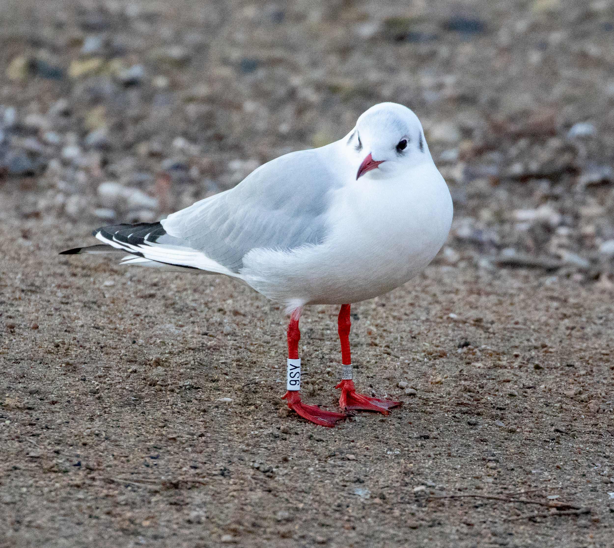 Black-headed Gull (Chroicocephalus ridibundus) [Christianshavns vold og voldgrav, Denmark]
