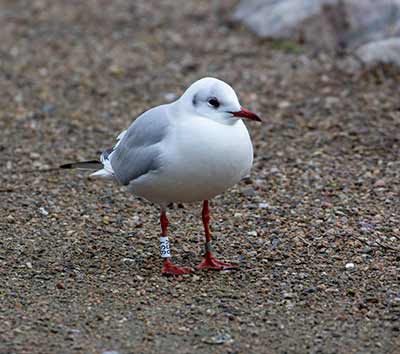 Black-headed Gull (Chroicocephalus ridibundus) [Christianshavns vold og voldgrav, Denmark]