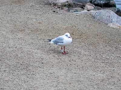 Black-headed Gull (Chroicocephalus ridibundus) [Christianshavns vold og voldgrav, Denmark]