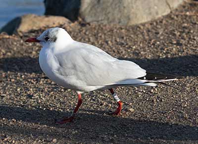 Black-headed Gull (Chroicocephalus ridibundus) [Christianshavns vold og voldgrav, Denmark]