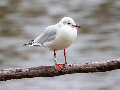 Black-headed Gull (Chroicocephalus ridibundus) [Christianshavns vold og voldgrav, Denmark]