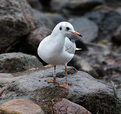 Black-headed Gull (Chroicocephalus ridibundus) [Christianshavns vold og voldgrav, Denmark]