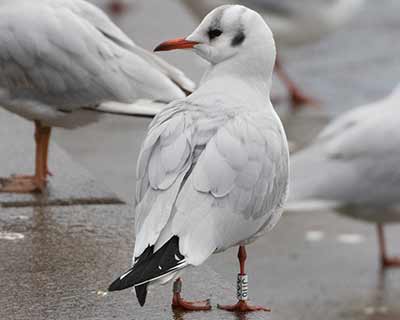 Black-headed Gull (Chroicocephalus ridibundus) [Søerne (København), Denmark]