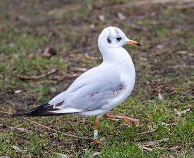 Black-headed Gull (Chroicocephalus ridibundus) [Søerne (København), Denmark]