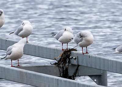 Black-headed Gull (Chroicocephalus ridibundus) [Dragør, Denmark]