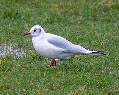 Black-headed Gull (Chroicocephalus ridibundus) [Amager Strandpark, Denmark]
