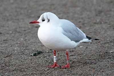 Black-headed Gull (Chroicocephalus ridibundus) [Christianshavns vold og voldgrav, Denmark]
