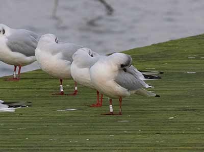 Black-headed Gull (Chroicocephalus ridibundus) [Søstjernen (Amager Strand), Denmark]