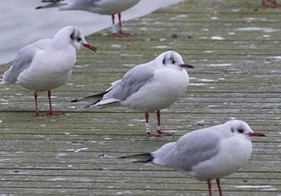 Black-headed Gull (Chroicocephalus ridibundus) [Søstjernen (Amager Strand), Denmark]