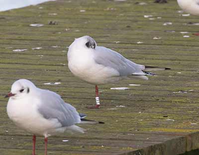 Black-headed Gull (Chroicocephalus ridibundus) [Søstjernen (Amager Strand), Denmark]