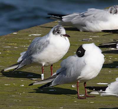 Black-headed Gull (Chroicocephalus ridibundus) [Søstjernen (Amager Strand), Denmark]