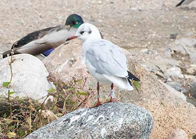Black-headed Gull (Chroicocephalus ridibundus) [Christianshavns vold og voldgrav, Denmark]