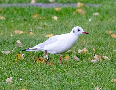 Black-headed Gull (Chroicocephalus ridibundus) [Amager Strandpark, Denmark]